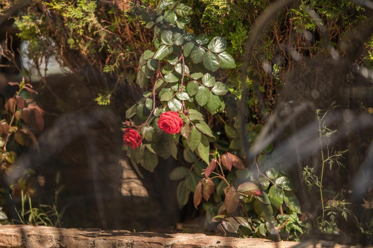 Villa Georgina B&B Katakolo Dış mekan fotoğraf